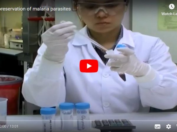 cryopreservation of malaria parasites