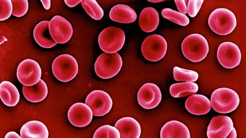 blood under microscope