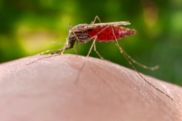 cdc-credit-james_gathany-feeding_female_anopheles_merus_mosquito.small_.jpg