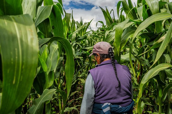 man standing in a field of corn in Quito, Ecuador