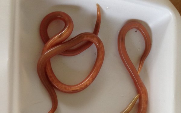 Ascaris lumbricoides (roundworms), DRC. Credit: Johnny Vlaminck, Starworms