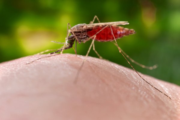 Feeding female mosquito