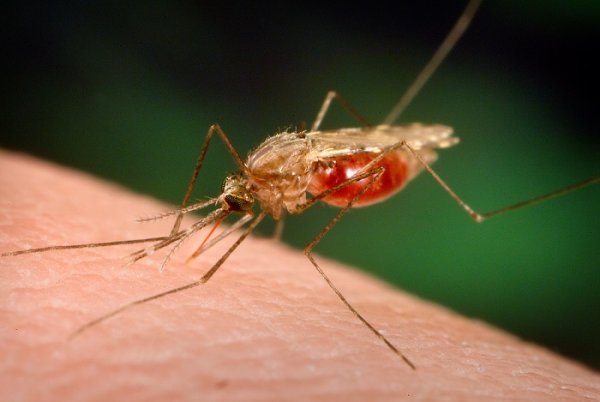 Anopheles mosquito